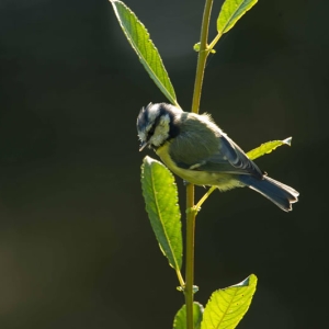 Redwell, Sept   2016   D3s (16 Of 25).jpg